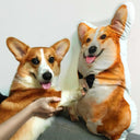 Custom Photo Pet-Shaped Pillow To Hug Your Beloved - Personalized Custom Shape Pillow